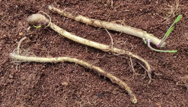 3 Horseradish Plant Bare Roots - Armoracia rusticana - Image 4