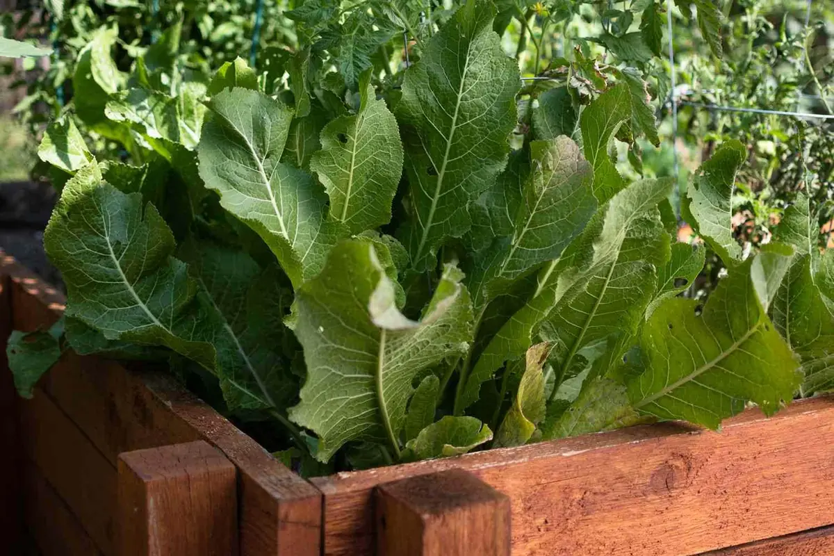 3 Horseradish Plant Bare Roots - Armoracia rusticana - Image 6