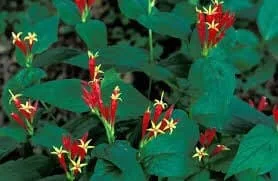 3 Indian Pinkroot Bare Root Plants Spigelia Marilandica Wildflower Perennial - Image 10