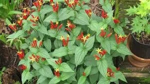 3 Indian Pinkroot Bare Root Plants Spigelia Marilandica Wildflower Perennial - Image 6