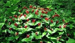 3 Indian Pinkroot Bare Root Plants Spigelia Marilandica Wildflower Perennial - Image 9