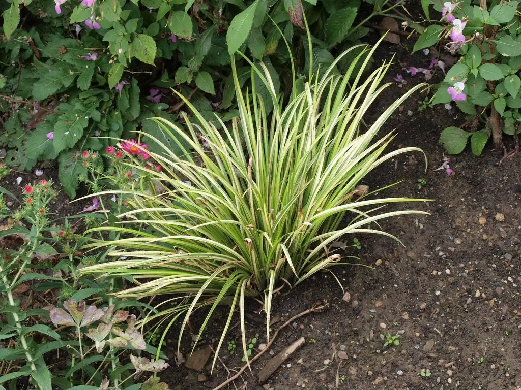 3 Japanese Sweet Flag Grass Plants - Acorus Ogon - 2.5 Inch Pots - Outdoor Aquatic - Image 1