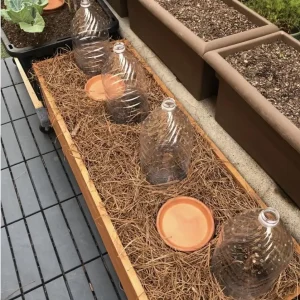 3 Joan J Raspberry Plants – Bare Root Cane – Thornless Everbearing Red Variety - Image 5