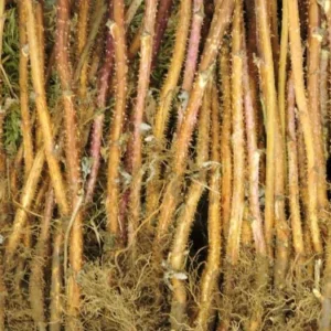 3 Joan J Raspberry Plants – Bare Root Cane – Thornless Everbearing Red Variety - Image 7