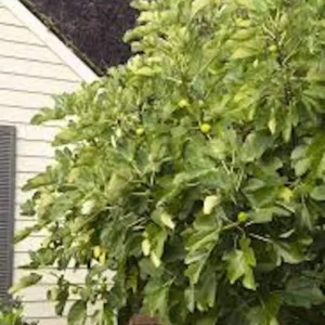 3 Kadota Fig Tree Starter Plug Live Plants - Ficus carica 'Kadota' for Sweet Fruit - Image 2