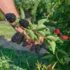 3 Kiowa Blackberry Starter Plug Live Plant - Large Fruit, Zone 6-9 Outdoor - Image 1