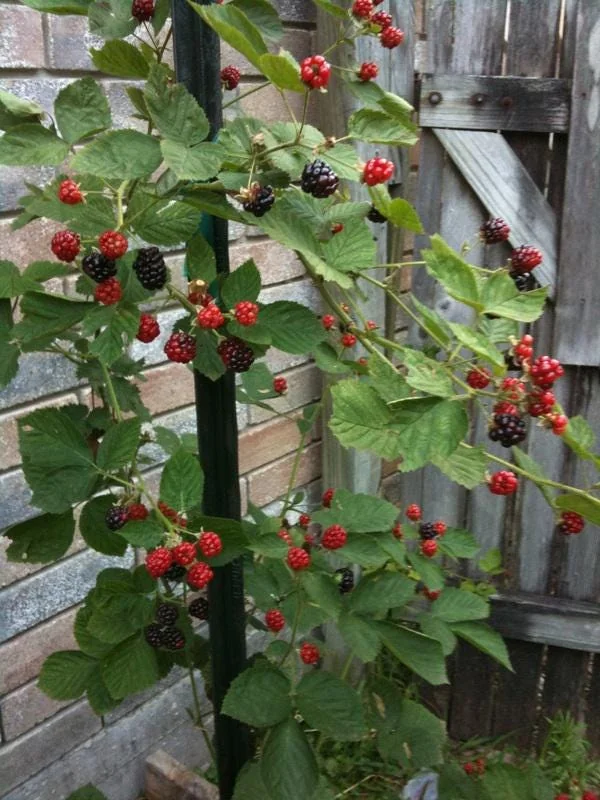 3 Kiowa Blackberry Starter Plug Live Plant - Large Fruit, Zone 6-9 Outdoor - Image 4