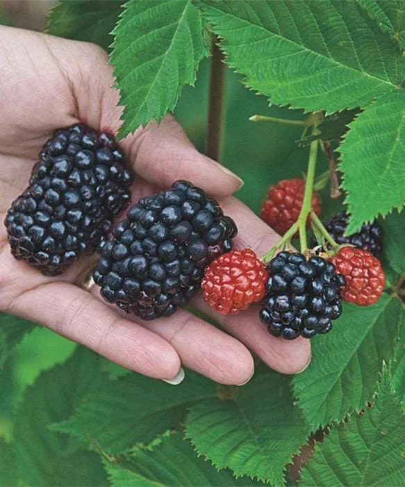 3 Kiowa Blackberry Starter Plug Live Plant - Large Fruit, Zone 6-9 Outdoor - Image 5