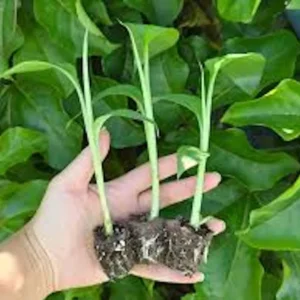 3 Lakatan Banana Starter Plugs - Musa acuminata 'Lakatan' Live Plant - Image 7