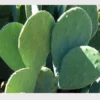 3 Large Spineless Prickly Pear Cactus Pads - Edible Nopales Live Plant - Image 1