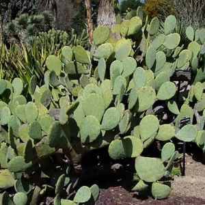 3 Large Spineless Prickly Pear Cactus Pads - Edible Nopales Live Plant - Image 2