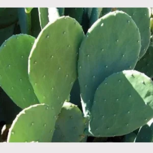 3 Large Spineless Prickly Pear Cactus Pads - Edible Nopales Live Plant - Image 1