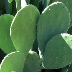 3 Large Spineless Prickly Pear Cactus Pads - Edible Nopales Live Plant - Image 5