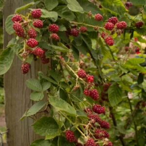 3 Latham Red Raspberry Starter Plug - Rubus idaeus - Cold Hardy Summer Bearing Berry Plant - Image 4