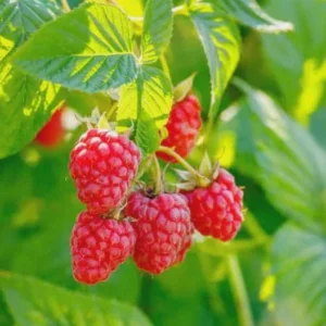 3 Latham Red Raspberry Starter Plug - Rubus idaeus - Cold Hardy Summer Bearing Berry Plant - Image 6