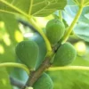 3 Lattarula Fig Starter Plug - Italian Honey Ficus carica Live Plant - Image 1