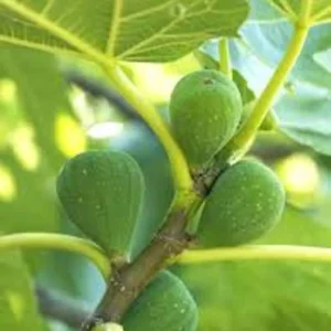 3 Lattarula Fig Starter Plug - Italian Honey Ficus carica Live Plant - Image 1