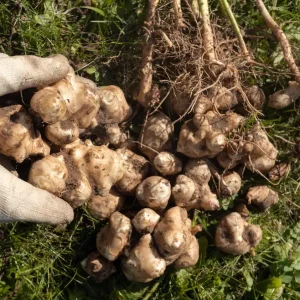 3+ Lbs Jerusalem Artichoke Tubers Sunchokes - Helianthus tuberosus for Planting or Eating - Image 4