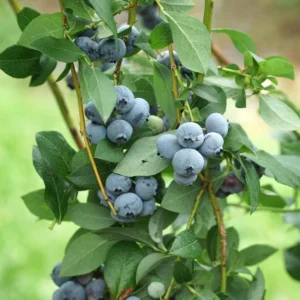 3 Legacy Blueberry Starter Plug Vaccinium corymbosum - Image 5