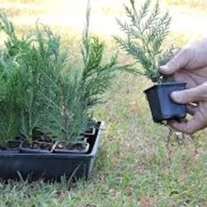 3 Leyland Cypress Tree Starter Plants - Evergreen Bare Root, Fast Growing - Image 2