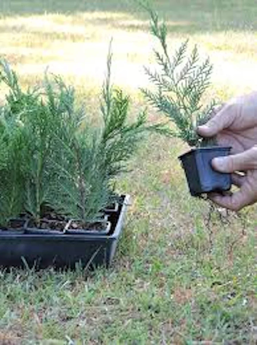 3 Leyland Cypress Tree Starter Plants - Evergreen Bare Root, Fast Growing - Image 2