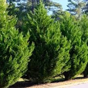 3 Leyland Cypress Tree Starter Plants - Evergreen Bare Root, Fast Growing - Image 1