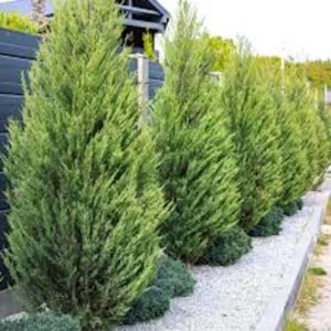 3 Leyland Cypress Tree Starter Plants - Evergreen Bare Root, Fast Growing - Image 4