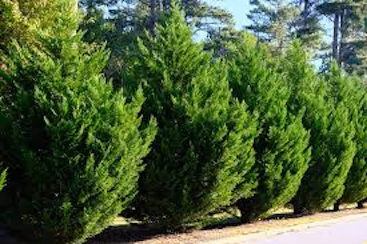 3 Leyland Cypress Tree Starter Plants - Evergreen Bare Root, Fast Growing - Image 1