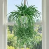3 Live Spider Plant Rooted Cuttings – Indoor Houseplant, Easy Care - Image 1
