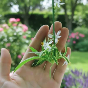 3 Live Spider Plant Rooted Cuttings – Indoor Houseplant, Easy Care - Image 4