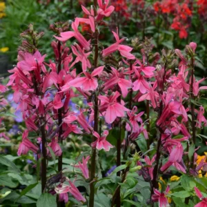 3 Lobelia speciosa Starship Rose Perennial Plants - Attracts Pollinators - Image 1