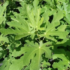 3 Magnolia Fig Starter Plug - Ficus carica 'Magnolia' Live Plant, Edible Fruit Tree - Image 6