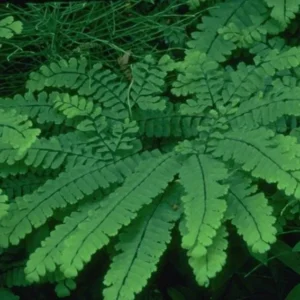 3 Maidenhair Fern Bare Root Plants - Adiantum pedatum - Organic - Image 2