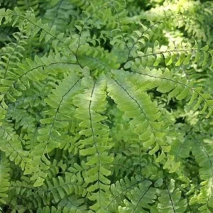 3 Maidenhair Fern Bare Root Plants - Adiantum pedatum - Organic - Image 3