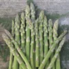 3 Mary Washington Asparagus Bare Roots - Heirloom Perennial Vegetable Plant - Image 1