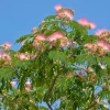 3 Mimosa Tree Bare-root (Albizia Julibrissin) - Outdoor Flowering Tree - Image 1