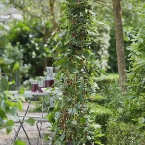 3 Mojo Berry Mulberry Bush Starter Plants - Dwarf Morus rotundiloba - Image 3