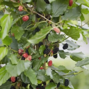 3 Mojo Berry Mulberry Bush Starter Plants - Dwarf Morus rotundiloba - Image 6