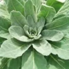 3 Mullein Plant Verbascum Thapsus Bare Root - Organic Wildflower - Image 1