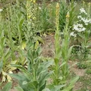 3 Mullein Plant Verbascum Thapsus Bare Root - Organic Wildflower - Image 2