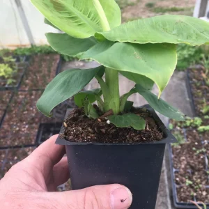 3 Musa Poquito Banana Tree Live Plants - 4 Inch Cups, Indoor/Outdoor - Image 4