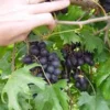 3 Muscadine Grape Plant Southern Home Alachua - Black Fruit Vine Live Plant - Image 1