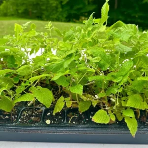 3 Mysore Black Raspberry Live Plant – Rubus Niveus Bare Root Starter – 8-12in Tall - Image 4