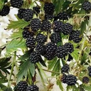 3 Natchez Blackberry Starter Plugs - Thornless Live Plant for Sweet Fruit - Image 6