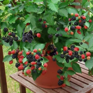 3 Navaho Blackberry Starter Plug - Thornless Berry Live Plant - Image 4