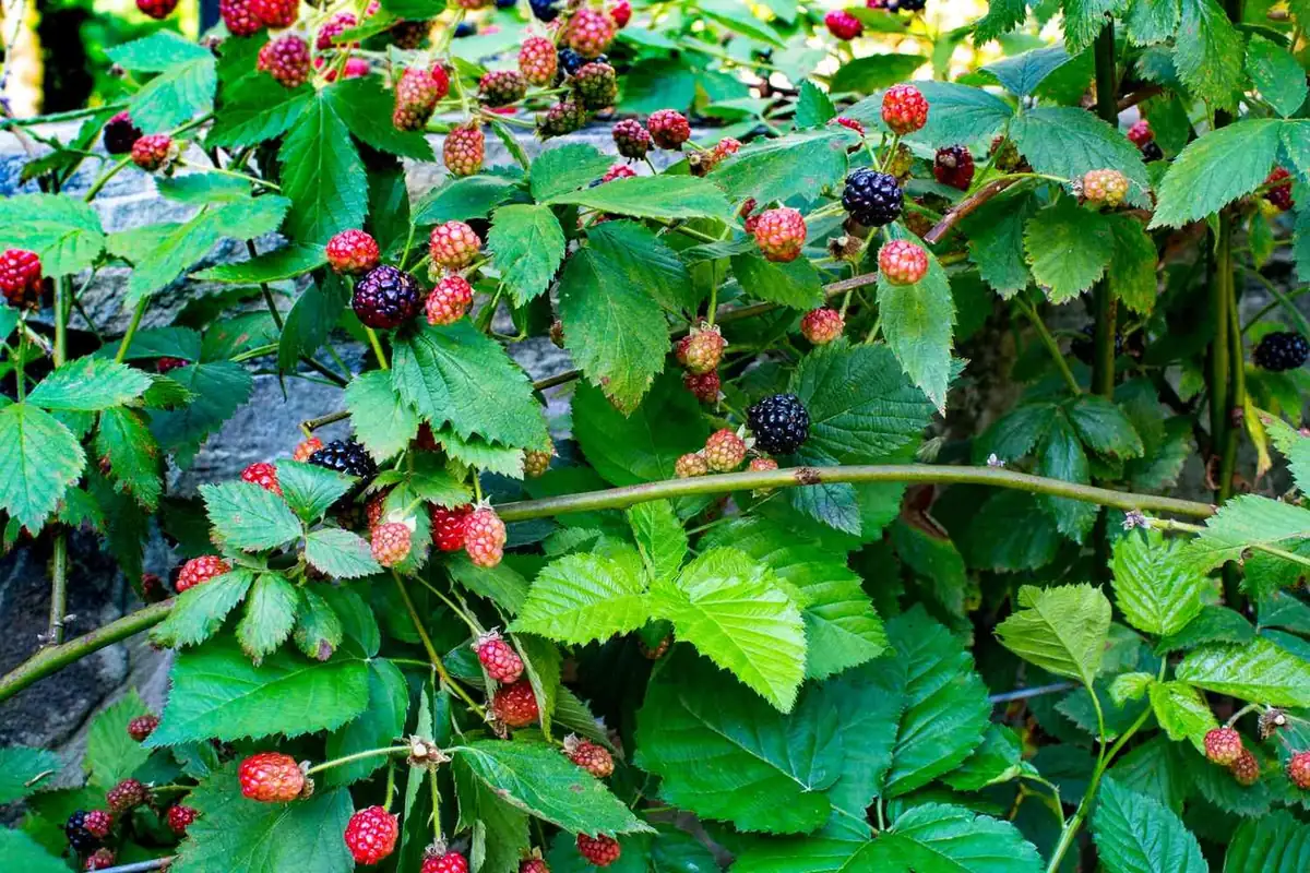 3 Navaho Blackberry Starter Plug - Thornless Berry Live Plant - Image 7