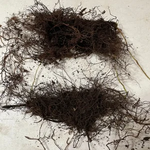 3 New York Fern Bare Root Plants - Thelypteris Noveboracensis - 1-2 ft Tall - Image 10