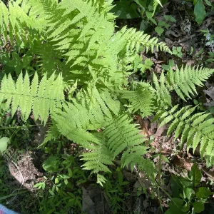 3 New York Fern Bare Root Plants - Thelypteris Noveboracensis - 1-2 ft Tall - Image 3