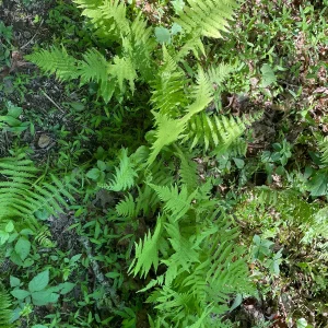 3 New York Fern Bare Root Plants - Thelypteris Noveboracensis - 1-2 ft Tall - Image 4