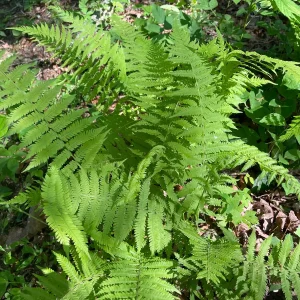 3 New York Fern Bare Root Plants - Thelypteris Noveboracensis - 1-2 ft Tall - Image 6